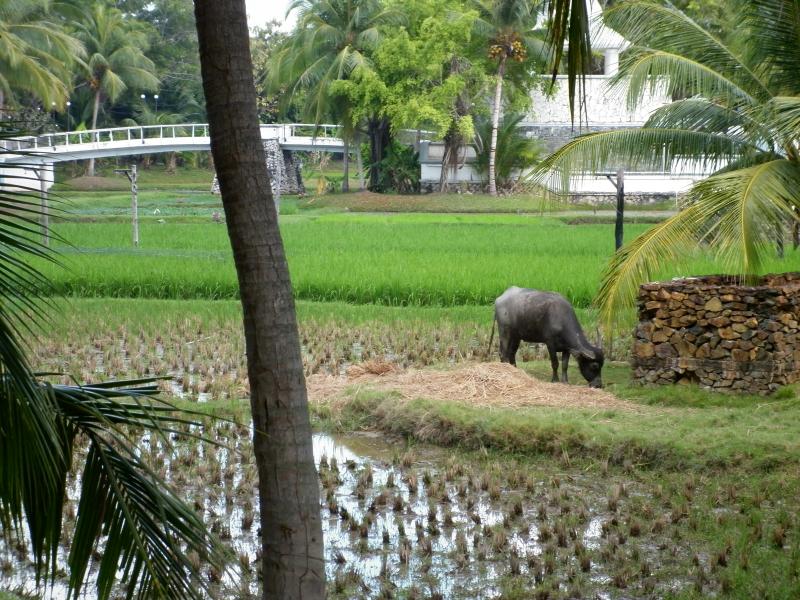 Water Buffalo at Laman Padi. See my review Treasures of the Far East for more information